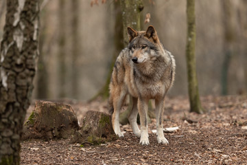  Grey wolf in the forest