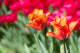 Fototapeta Tulipany - Tulip garden with various colors of tulips
