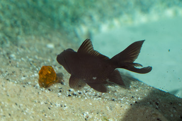 Wall Mural - Beautiful fish in the aquarium