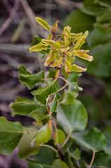 flower in the garden