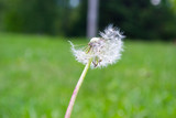 Fototapeta Dmuchawce - dandelion on background of green grass