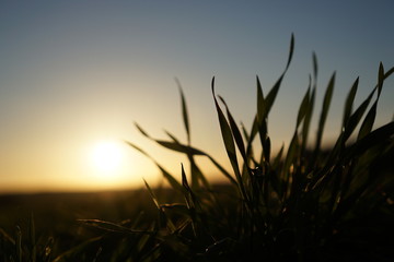 dry grass and blue sky at sunset