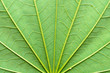© SB Stock - Close up detailed view of green Maple leaf background with abstract vain texture lines form natural pattern. Bright lit by sunlight of tropical forest use as space for text or image backdrop design.