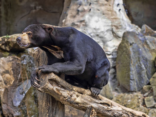 Wall Mural - Malayan sun bear, Helarctos malayanus, climbs the trunk