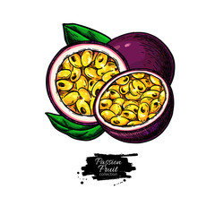 Wall Mural - Passion fruit vector drawing. Hand drawn tropical food illustration. Summer passionfruit.