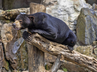 Wall Mural - Malayan sun bear, Helarctos malayanus, climbs the trunk