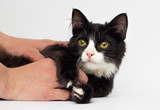 Fototapeta Koty - black and white kitten looks