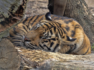Wall Mural - Panthera tigris sumatrae, Sumatran Tiger lies on a large trunk