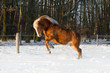 Pferd Haflinger im Schnee