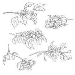 branches of blooming apple tree