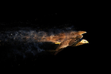 Flying wild bird. Bird of prey. Dispersion, splatter effect. Black background. 