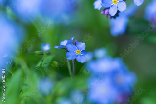 Spring background forget-me-not flowers.