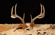 Deer Antlers and Various Rawhide and Doe Skin Scraps on Black BG