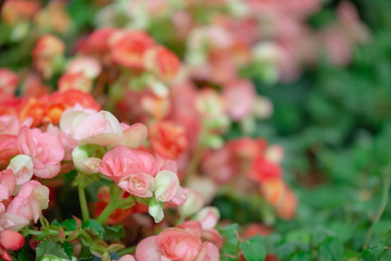 Begonia flowers texture full blooming in garden,Begonia tuberhybrida