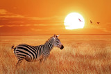 Fototapeta Zebra - African lonely zebra at sunset in the Serengeti National Park. Tanzania. Wild nature of Africa.