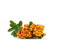 Pyracantha Firethorn Orange Berries With Green Leaves, Isolated On White