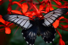 Great Mormon (Papilio Memnon)