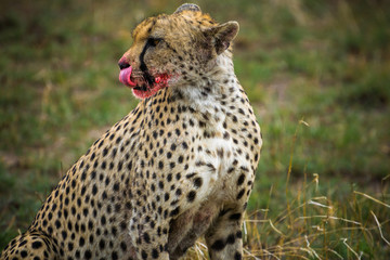 animals of africa