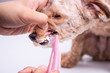 Vet brushing pet dog teeth coated with plaque with toothbrush