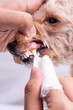 Vet cleaning pet dog teeth coated with plaque with swab