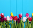 © Alekss - tulips on blue wood