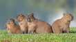 Capybara at dawn