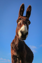 Donkey close up