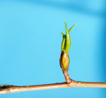 Blossoming Leaves On A Tree Branch. It's Spring. On A Blue Background.