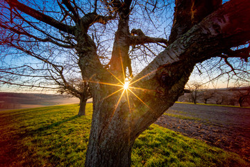 Wall Mural - Tree trunk and early morning sunrise in spring