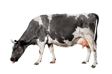 cow full length isolated on white background. spotted black and white cow standing in front of white