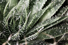 Close Up Of Cactus Succulent Plant Macro Abstract