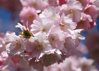 Wall Mural - Wunderschöne Kirschblüten und Knospen zart rosa und weiß im Sonnenlicht