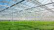 © julia700702 - Huge greenhouse filled with newly planted chrysanthemums and santinis