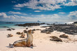 Ecuador. The Galapagos Islands. Seals are sleeping on the beach. Beaches of the Galapagos Islands. Pacific Ocean. Seals in Ecuador. Animals of the Galapagos Islands.  island of Bartolome