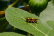wasp on fig leaf