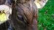 Closeup of the  head of a swiss dairy cow