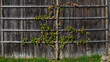 Traditional growing of apricot tree on the barn wall