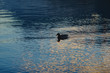 lone duck on the lake