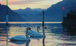 group of swans on lake