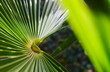 Chinese hemp palm leaves