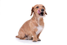 An Adorable Wire Haired Dachshund Mix Dog Sitting On White Background