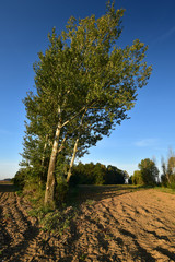 Wall Mural - trees in the field