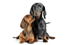 Studio Shot Of An Adorable Short Haired Dachshund Making Friends With Another Dachshund