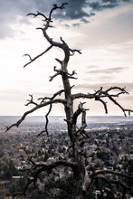 Twisted Bare Dead Tree On Mountain Summit Seen From Flagstaff Mountain Over Boulder Colorado