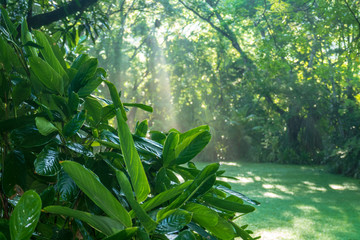 Sticker - Tropical garden in Costa Rica