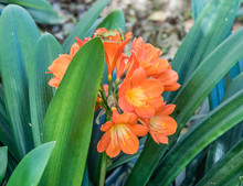 Blooming  Clivia Plant  In Springtime, Southern California
