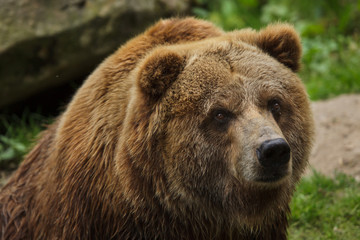 Poster - Mainland grizzly (Ursus arctos horribilis).