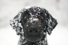 The Portrait Of A Black Curly Coated Retriever Dog Posing Outdoors In Winter With A Snowy Muzzle