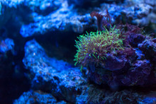 Sea Anemone In Coral Reefs