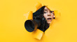 Leinwandbild Motiv A young paparazzi girl with a reflex camera looks out from cover and looks at what is happening with her mouth open. Yellow paper, torn hole. Tabloid press. In search of the plot for photo stocks.